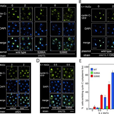 Regulation of cyclin C relocalization by the CWI pathway after H 2 O 2 ... 