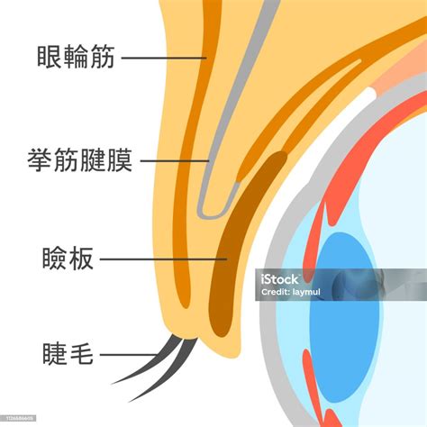 structure   eyelid stock illustration  image
