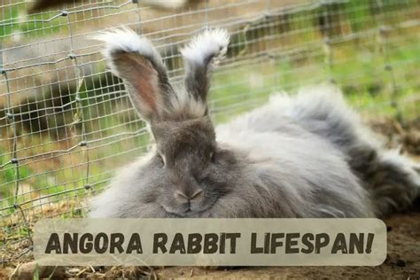 Angora Rabbit Lifespan and Health