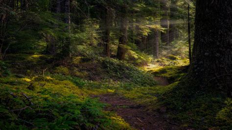 Sfondi Paesaggio Natura Foresta Alberi Erba Luce Del Sole