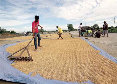 DA Optimistic On Higher Palay Output In 2021 The Manila Times