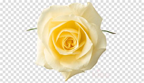 Yellow Rose Png Clipart Rose Clip Art 900x520 Png Download