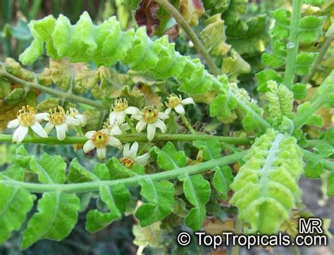 Boswellia sacra - Alchetron, The Free Social Encyclopedia