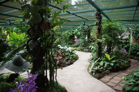 Singapore Orchid Garden - path | Garden paths, Orchids garden, Garden