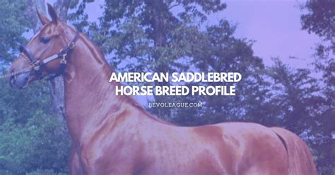 American Saddlebred Horse Breed Facts Temperament Lifespan And Care