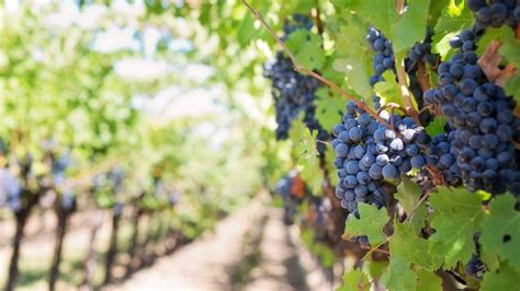 Bodegas Pomar Te Invita A Descubrir Vivir Y Creer En El Arte De