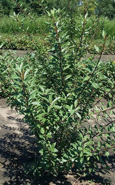 Cherry Sandprunus Besseyi Schumachers Nursery And Berry Farm