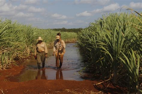 The Bitter Wait For The Recovery Of Cuba S Sugar Industry Havana Times