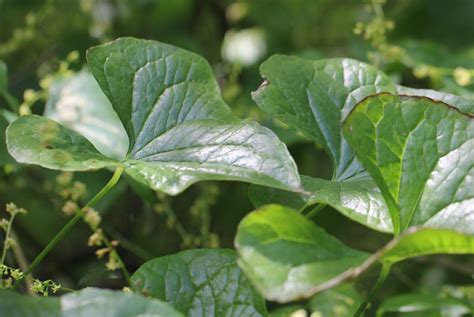 Tamier Dioscorea communis Liane dioïque à gros tubercule Flickr