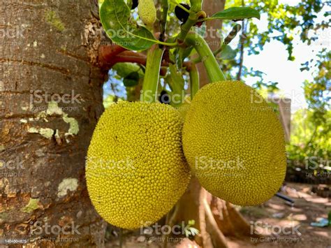 Jackfruit Fruits On A Jack Tree In Tropical Sri Lanka Stock Photo