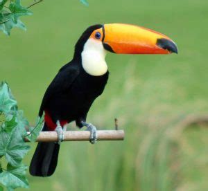 Toco Toucan Facts, Habitat, Diet, Life Cycle, Baby, Pictures