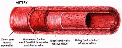 Pictures Of Artery | Healthiack 