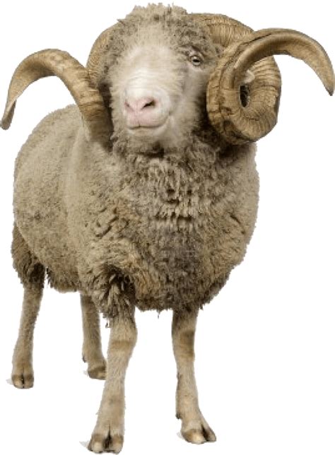 Animals Ram Animal Png 1161x1200 Png Download