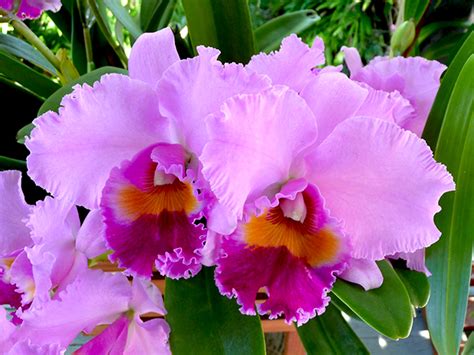 Orchid Cattleya Care Faddegon S Nursery Inc