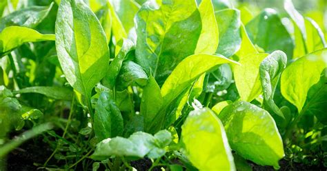 37 Of The Best Spinach Cultivars Gardeners Path