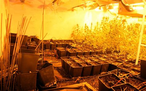 Drogenrazzia In Ruppichteroth Polizei Findet Cannabis Plantage Im