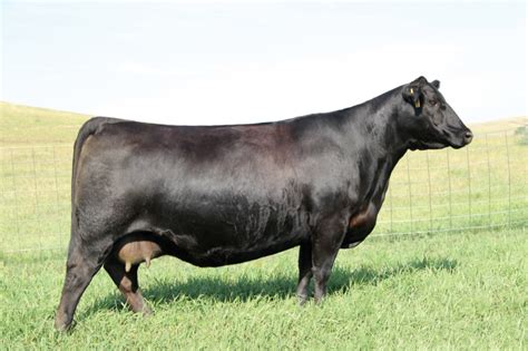 Angus Embryos For Sale Sb10 1739 Sire Buyer