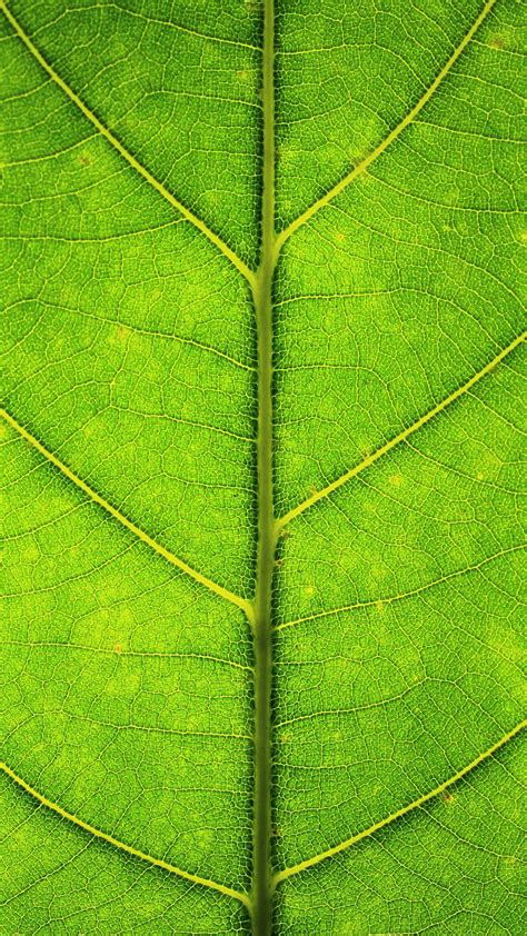 Download Wallpaper 1350x2400 Leaf Veins Texture Macro Green Iphone 876s6 For Parallax