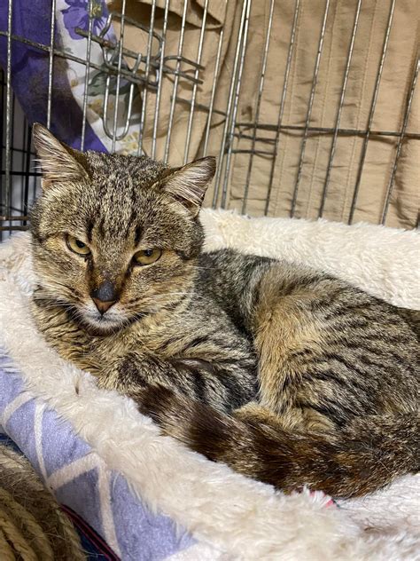 TIGRE-DEP – Gestión Felina Madrid