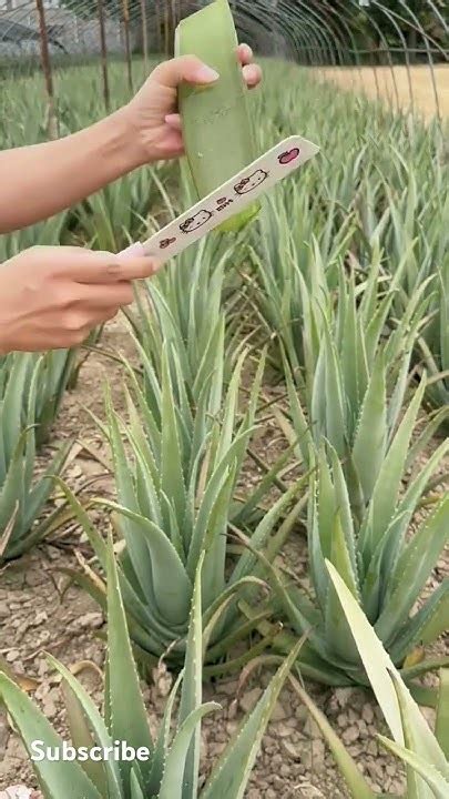 Glow Getter Aloe Vera Gel Harvesting For Skin Rejuvenation Youtube