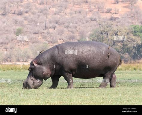 Hippo Flusspferd Hippopotame Amphibie Hippopotamus Amphibius N Lusi