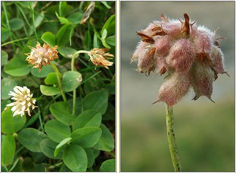 Irish Wildflowers Strawberry Clover Trifolium Fragiferum Seamair