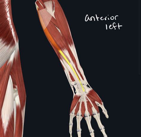 Muscles of Forearm, hand, & Fingers Flashcards | Quizlet