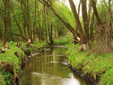 Free Images Landscape Tree Creek Swamp River Canal Stream