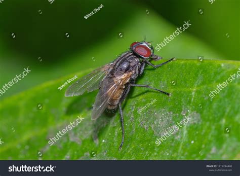 Fly Larvae Eggs