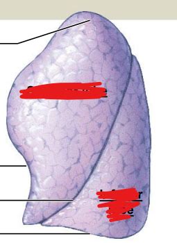 Left Lung Diagram Quizlet