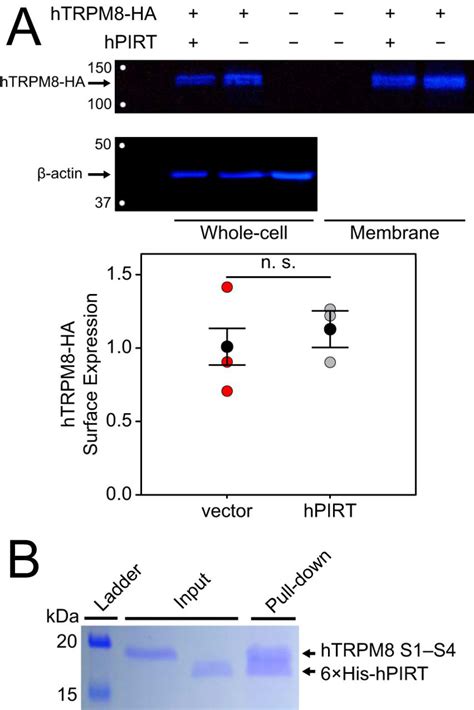 Phosphoinositide Interacting Regulator Of Trp Pirt Has Opposing