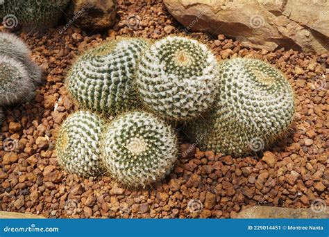 Mammillaria Nivosa Is One Of The Wooliest Mams With Beautiful Golden