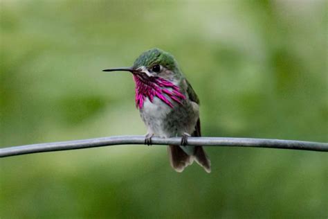 8 Types Of Hummingbirds In Ohio With Pictures Sounds BirdJoy