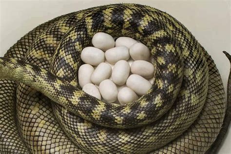 Snake Eggs vs Turtle Eggs (How to Tell the Difference)