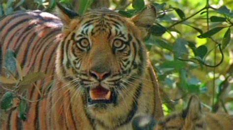 Cbbc Roar Clips Indian Tiger