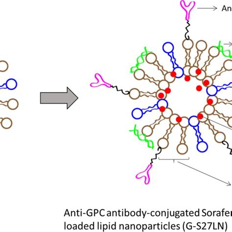 Schematic Presentation Of Preparation Of Anti Gpc3 Antibody Conjugated