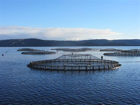 Macquarie Harbour Tassal Tassie Salmon