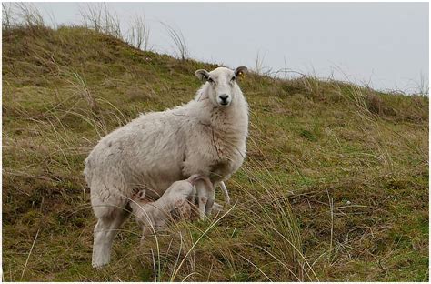 Kenfig Burrows Sheep Encounter D The Sheep Again At The Flickr