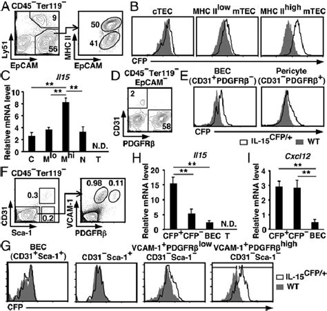 Characterization Of Il Expressing Cells In Thymus And Bone Marrow