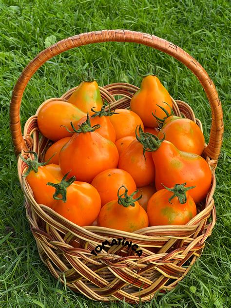 Трюфель японский оранжевый – Tomatinсa.ru
