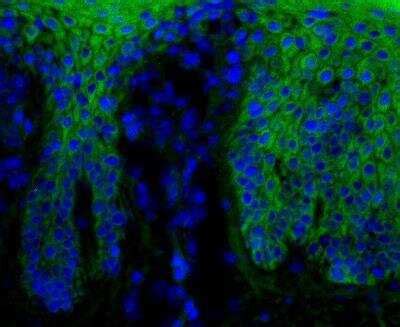 Beta Catenin Antibody 12F7 FITC NBP1 54467F Novus Biologicals