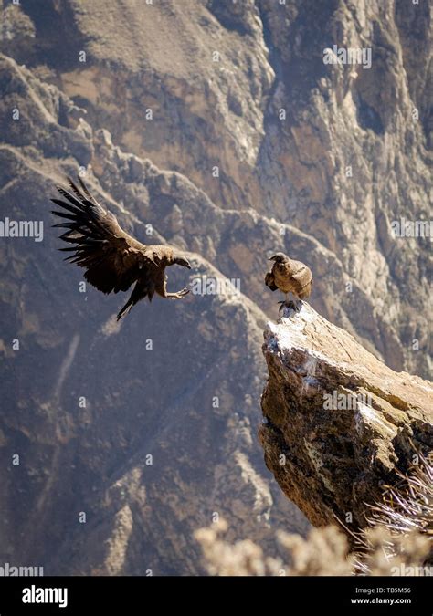 Andean Condor Vultur Gryphus Perched On A Rock Ledge And Flying Over