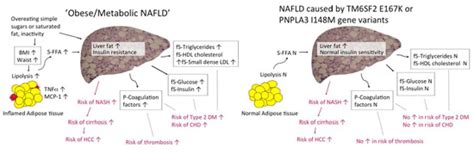 Ijms Free Full Text Definitions Of Normal Liver Fat And The