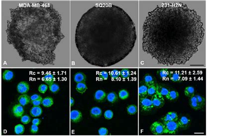 Light Microscopy Images Showing D Spheroids Of A Mda Mb B