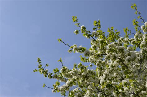 Free Images Nature Branch Blossom White Leaf Bloom Food Spring