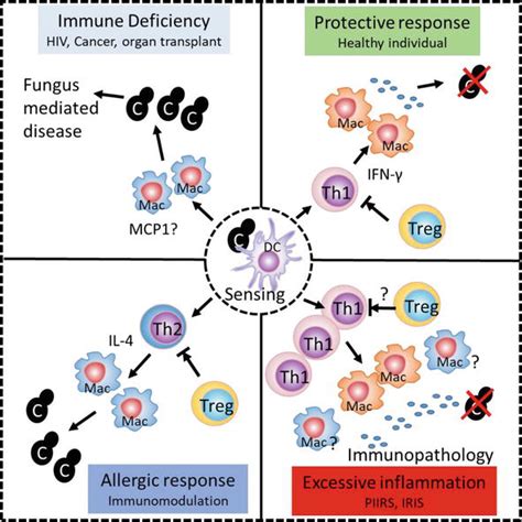 Cryptococcus neoformans-Host Interactions Determine Disease Outcomes ...