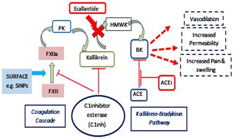 Contact system pathways with the kallikrein-bradykinin pathway and ...