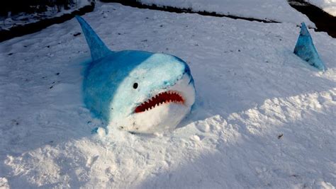 In Madison Heights Snow Sharks The Snowmen Didnt Stand A Chance