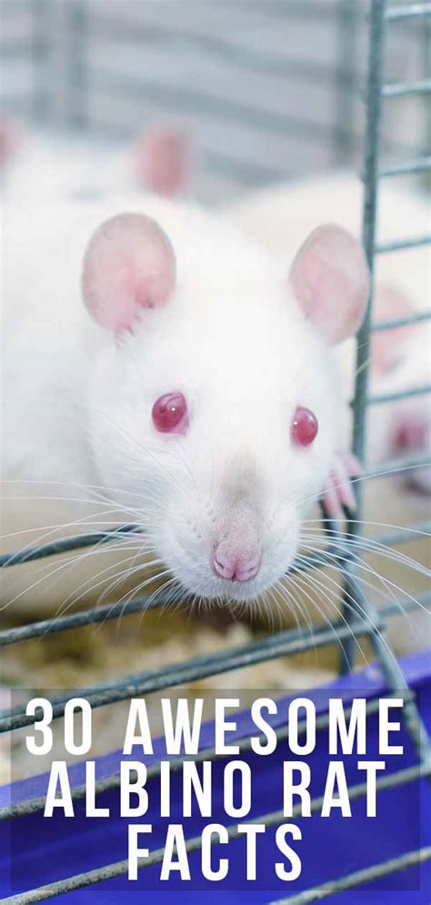 Albino Rat Facts: 32 Awesome Facts About White Rats with Pink Eyes