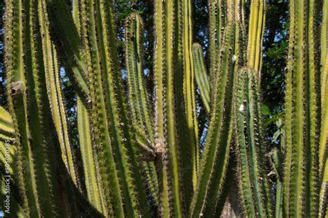 Foto De Cacto Facheiro Pilosocereus Pachycladus Na Floresta De